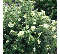 BOTANIC®-Potentille Golden Carpet jaune. Le pot de 4 litres