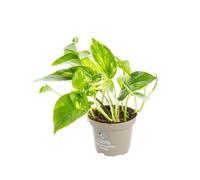 BOTANIC®-Pothos Aureus pot diamètre12xH55 cm