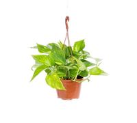 BOTANIC®-Pothos suspension diamètre15xH40 cm