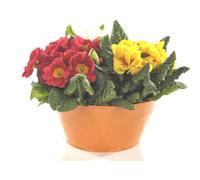 BOTANIC®-Primevère des jardins - Coupe flocon rouge