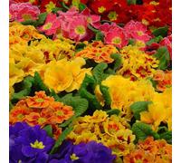 BOTANIC®-Primevère des jardins - La jardinière de 30 cm