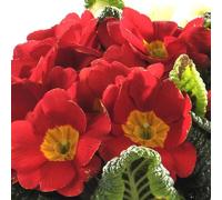 BOTANIC®-Primevère des jardins x 3 - Le panier déco de 20 cm