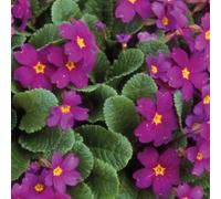 BOTANIC®-Primevere Pruhonicensis - Le pot de 9 x 9 cm