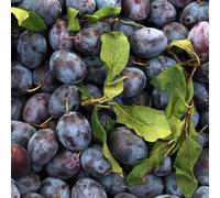 BOTANIC®-Prunier Mirabelle De Nancy. En racine nue, forme 1/2 tige