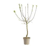 BOTANIC®-Prunier Quetsche D'Alsace. Le pot de 12 litres, forme gobelet