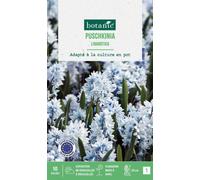 BOTANIC®-Puschkinea libanotica botanic - 10 bulbes