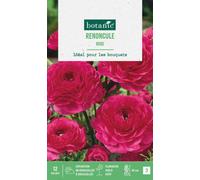 BOTANIC®-Renoncule coloris rose botanic - 12 bulbes