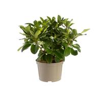 BOTANIC®-Rhododendron van wilgens rouge en pot de 7,5 L