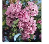 BOTANIC®-Robinier faux acacia 'Casque Rouge' botanic vert. Le pot de 10 litres