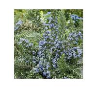 BOTANIC®-Romarin pointe du raz coloris violet. Le pot de 3 litres