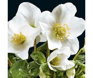 BOTANIC®-Rose de Noël - Le pot de 2,5 litres