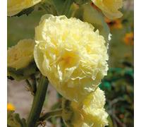 BOTANIC®-Rose Trémière jaune - Le pot de 9 x 9 cm