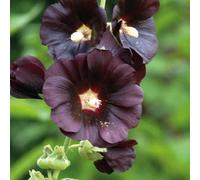 BOTANIC®-Rose Trémière noire - Le pot de 9 x 9 cm
