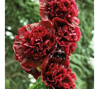 BOTANIC®-Rose Trémière rouge - Le pot de 9 x 9 cm