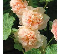BOTANIC®-Rose Trémière Saumon - Le pot de 9 x 9 cm