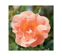 BOTANIC®-Rosier Calizia pot 2L