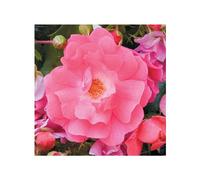 BOTANIC®-Rosier emera rose avec pot bleu de 5 L