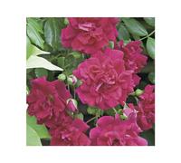 BOTANIC®-Rosier grimpant Crimson Shower Le pot de 3 litres