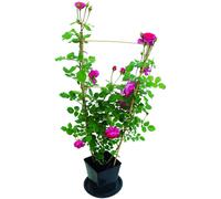 BOTANIC®-Rosier grimpant rose palissé