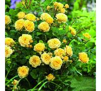 BOTANIC®-Rosier jaune Anny Duperey Label Rouge botanic. Le pot de 5 litres