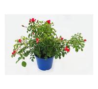 BOTANIC®-Rosier kadora rouge avec pot bleu de 5 L