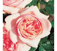BOTANIC®-Rosier Laurette Fugain . Le pot de 3 litres