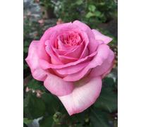 BOTANIC®-Rosier Madrigal - Le pot de 7,5 litres