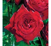 BOTANIC®-Rosier Noémie de Rothschild . Le pot de 3 litres