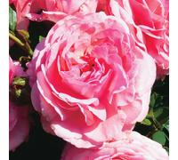 BOTANIC®-Rosier Princesse Gabriella de Monaco . Le pot de 3 litres