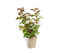 BOTANIC®-Rosier rose ocré Jean Cocteau Meikokan Label Rouge. Le pot de 5 litres