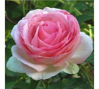 BOTANIC®-Rosier varié. Le pot de 15 litres