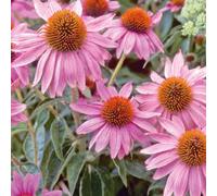 BOTANIC®-Rudbéckia rouge - Le pot de 9 x 9 cm