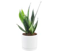 BOTANIC®-Sansevieria Zeylanica vert en pot blanc émaillé botanic. Le pot diamètre 18 cm