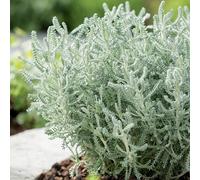 BOTANIC®-Santoline Argentée - Le pot de 3 litres