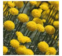 BOTANIC®-Santoline Dorée - Le pot de 9 x 9 cm