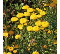 BOTANIC®-Santoline - Le pot de 9 x 9 cm