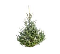 BOTANIC®-Sapin de Noël naturel coupé Fraseri - de 175 à 200 cm