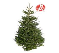 BOTANIC®-Sapin de Noël naturel coupé Label Rouge Nordmann - de 200 à 250 cm