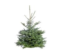 BOTANIC®-Sapin de Noël naturel coupé Nobilis - de 125 à 150 cm