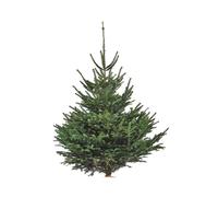 BOTANIC®-Sapin de Noël naturel coupé Nordmann 80 à 100 cm