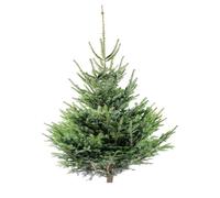 BOTANIC®-Sapin de Noël naturel coupé Nordmann - de 100 à 150 cm