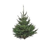 BOTANIC®-Sapin de Noël naturel coupé Nordmann - de 250 à 300 cm