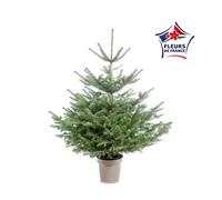 BOTANIC®-Sapin de Noël naturel en pot Nordmann botanic - 100 à 125 cm