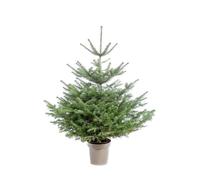 BOTANIC®-Sapin de Noël naturel en pot Nordmann botanic - 125 à 150 cm