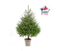 BOTANIC®-Sapin de Noël naturel en pot Picea Excelsa botanic - 150 à 175 cm