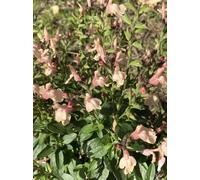 BOTANIC®-Sauge Arbustive Magical Rio Grande - Le pot de 2 litres