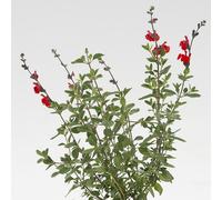 BOTANIC®-Sauge Arbustive 'Royal Bumble' - Le pot de 2 litres
