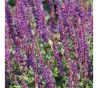 BOTANIC®-Sauge Superba bleue - Le pot de 9 x 9 cm