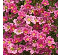BOTANIC®-Saxifrage Mousse Rose - Le pot de 9 x 9 cm