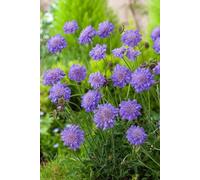 BOTANIC®-Scabieuse ‘Butterfly Blue’ - Le pot de 2 litres